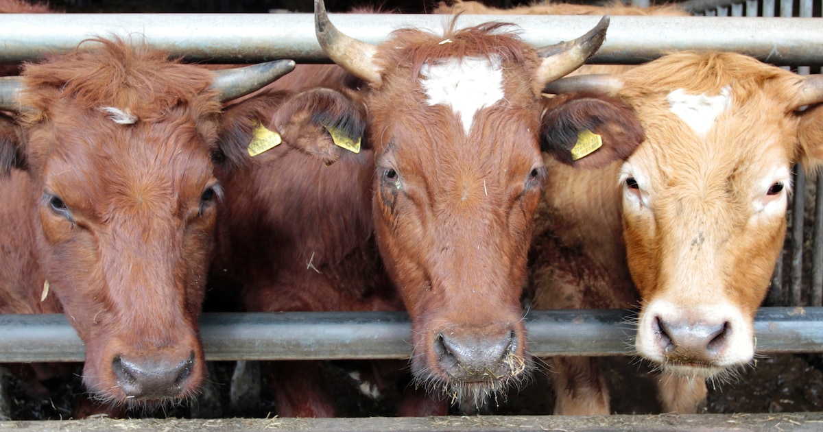 Open dag bij acht boerderijen in de Bommelerwaard