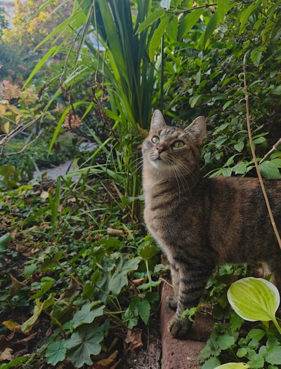 Heb jij Fip, Mila of Pisbiyik gezien? Deze drie huisdieren worden in Eindhoven vermist