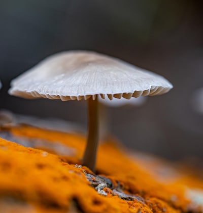 Oproep: Deel jouw mooiste paddenstoelenfoto’s!