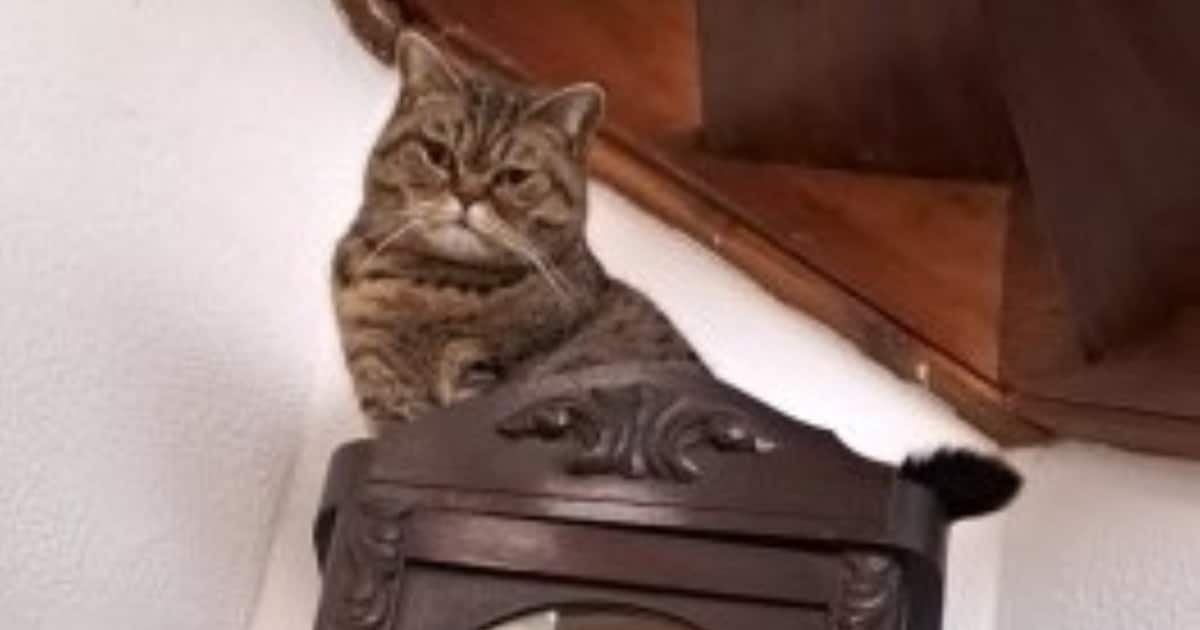 Heb jij Panter gezien? Dit huisdier wordt in Loon op Zand vermist