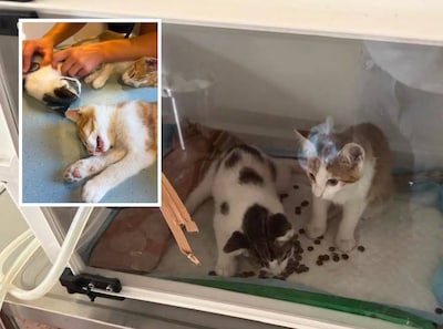 Vergiftigde kittens meer dood dan levend aangetroffen onder heg