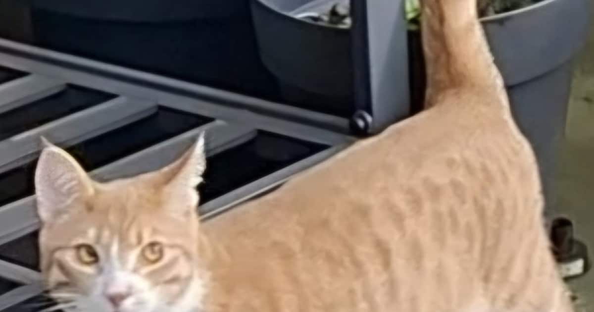 Heb jij Jojo, Knuf of Yuna gezien? Deze vier huisdieren worden in Maashorst vermist