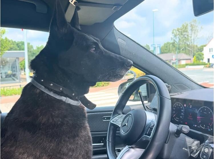 de-hond-nam-zelf-plaats-op-de-bestuurdersstoel-van-de-politiewagen