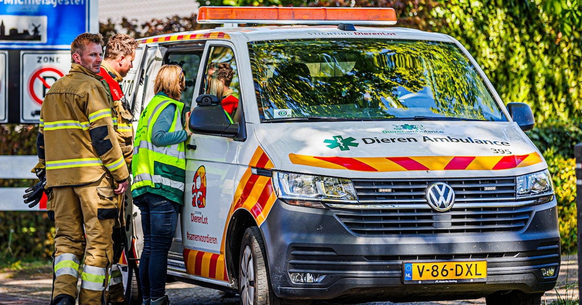 Bever in problemen langs sloot achter woning in Den Dungen