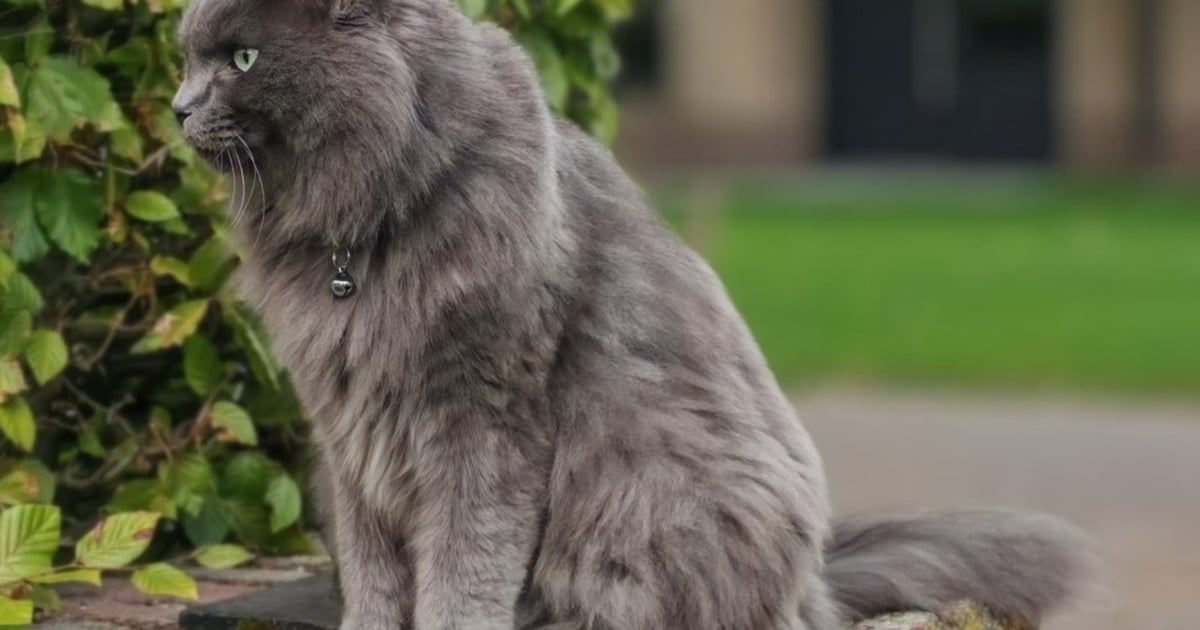 Heb jij Yoshi gezien? Dit huisdier wordt in Hilvarenbeek vermist
