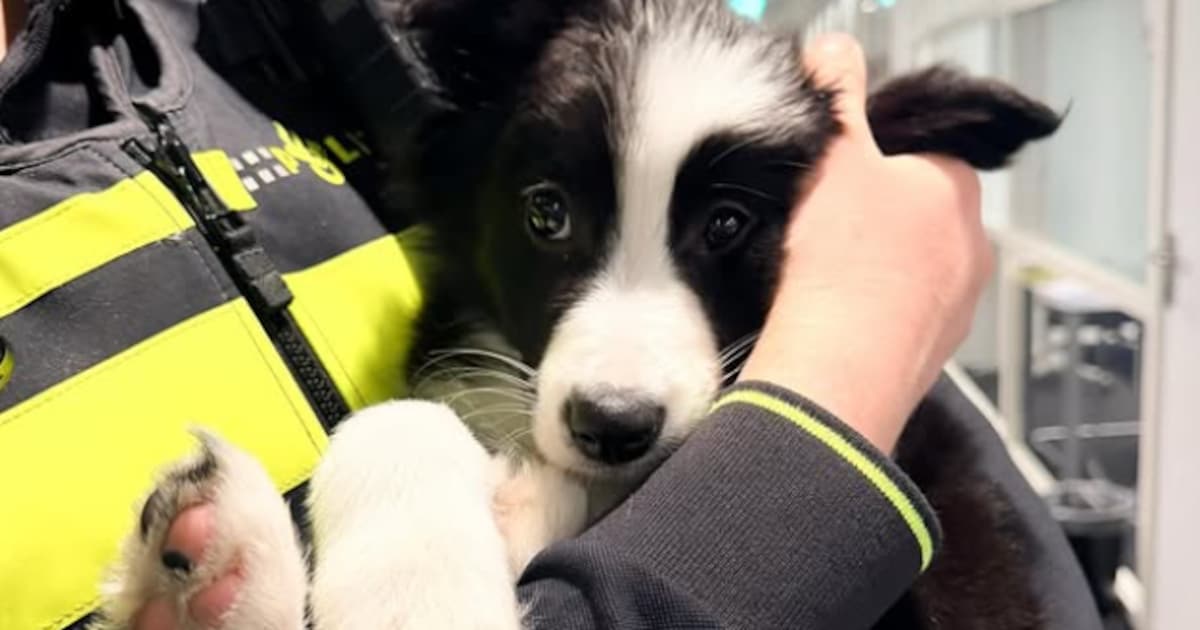 Gezin kapot na inbeslagname van puppy Ira, die vastzat op balkon: ‘Zij kan niet slapen, ze is gebrok