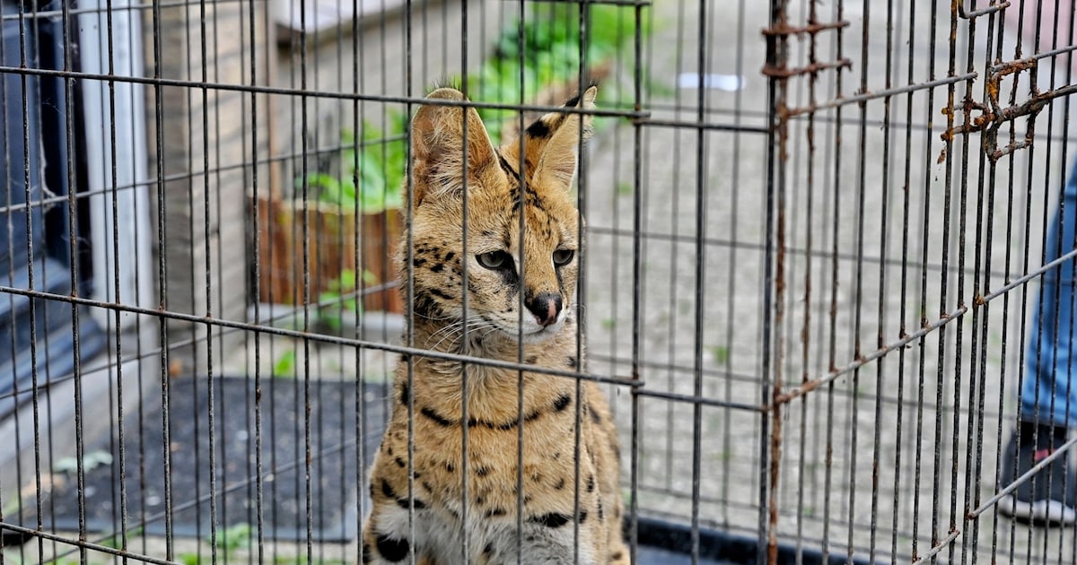 Serval Django opnieuw ontsnapt uit huis in Tilburg: Twee kippen gedood