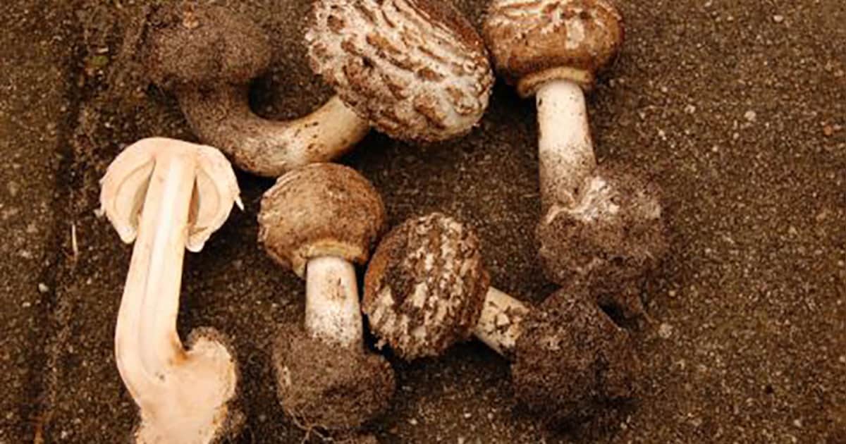Zeldzame giftige zwammen ontdekt in tomatenkas | Nieuws | BD.nl