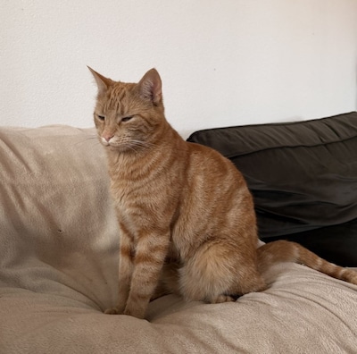 Heb jij Flynn gezien? Dit huisdier wordt in Sint-Michielsgestel vermist