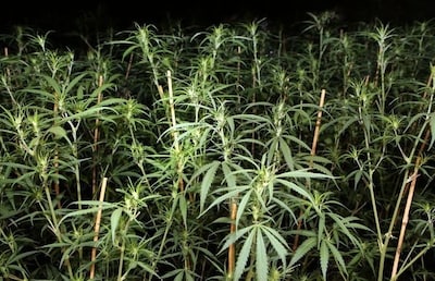 Gevaarlijke stroomaansluiting bij hennepkwekerij in Rijen