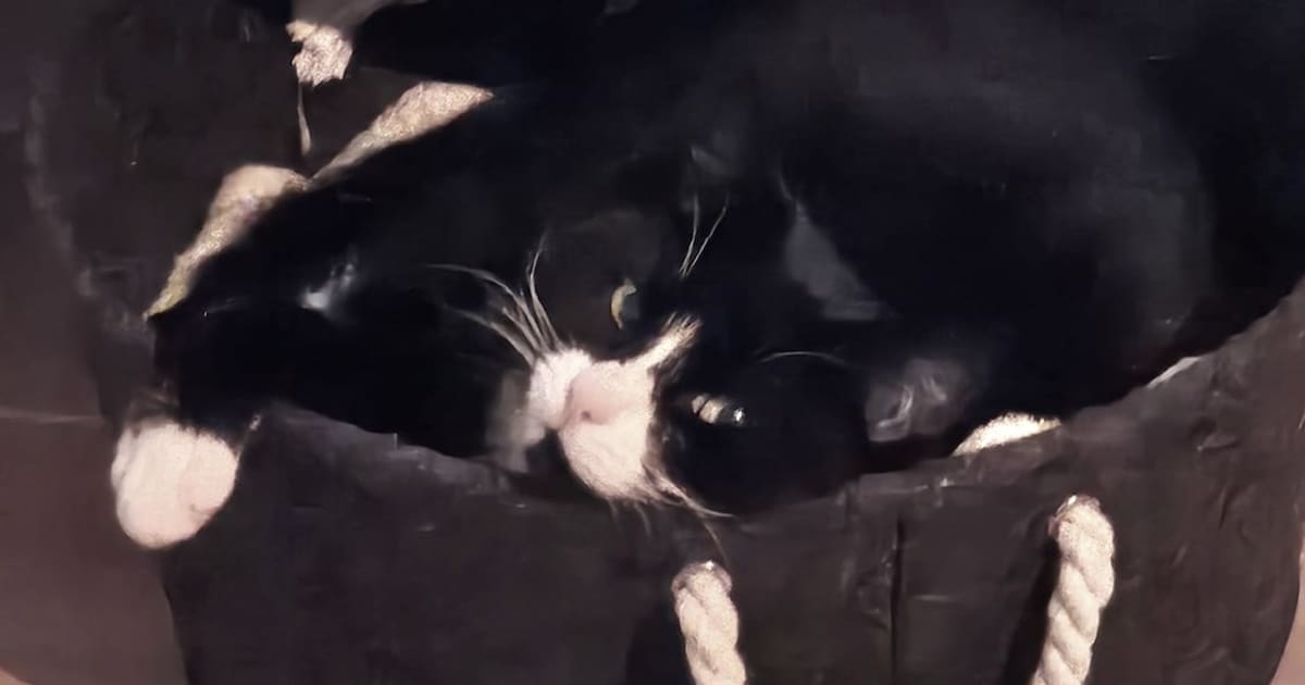 Heb jij Snoepie gezien? Dit huisdier wordt in Maasdriel vermist