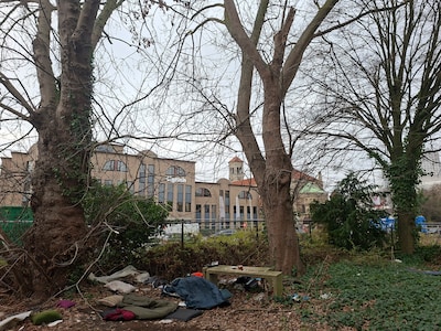 Deze monumentale bomen in Eindhoven worden toch niet gekapt
