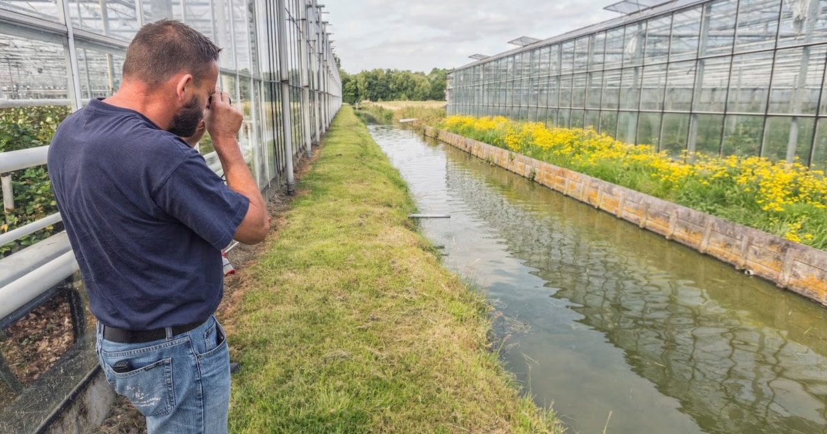 Waterschap wil schoner water en wijst naar de glastuinbouw. Wat is er aan de hand?