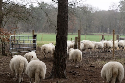 Ontmoet schaapherder en kudde op de Kampina in Oisterwijk