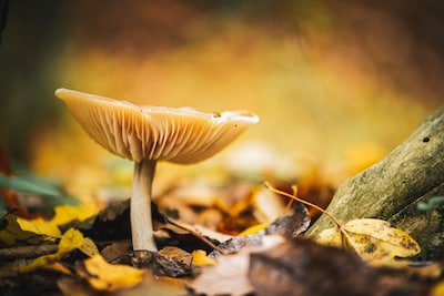 IVN Geldrop neemt bezoekers mee langs paddenstoelen in het kasteelpark