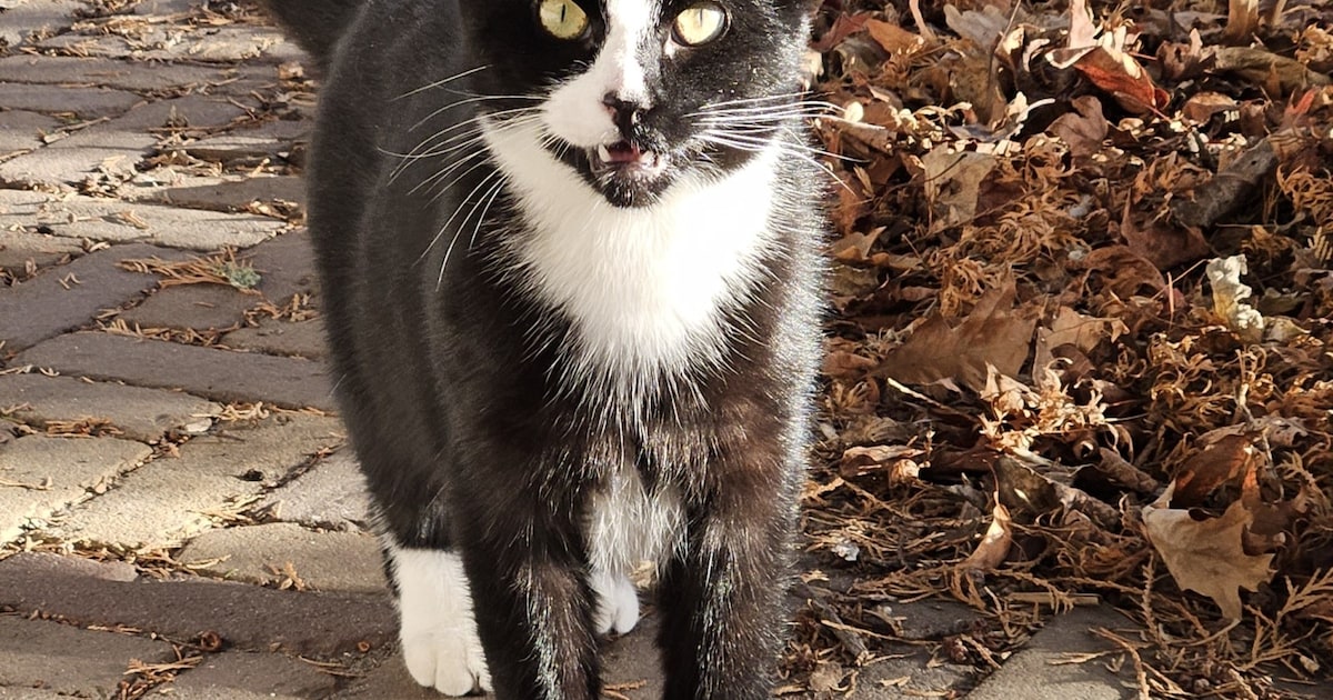 Heb jij Poes gezien? Dit huisdier wordt in Loon op Zand vermist