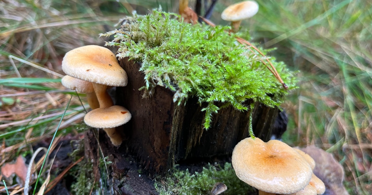 Fotowandeling paddenstoelen in Hilvarenbeek