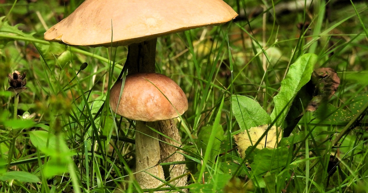 Cursus over paddenstoelen en schimmels in Sint-Michielsgestel