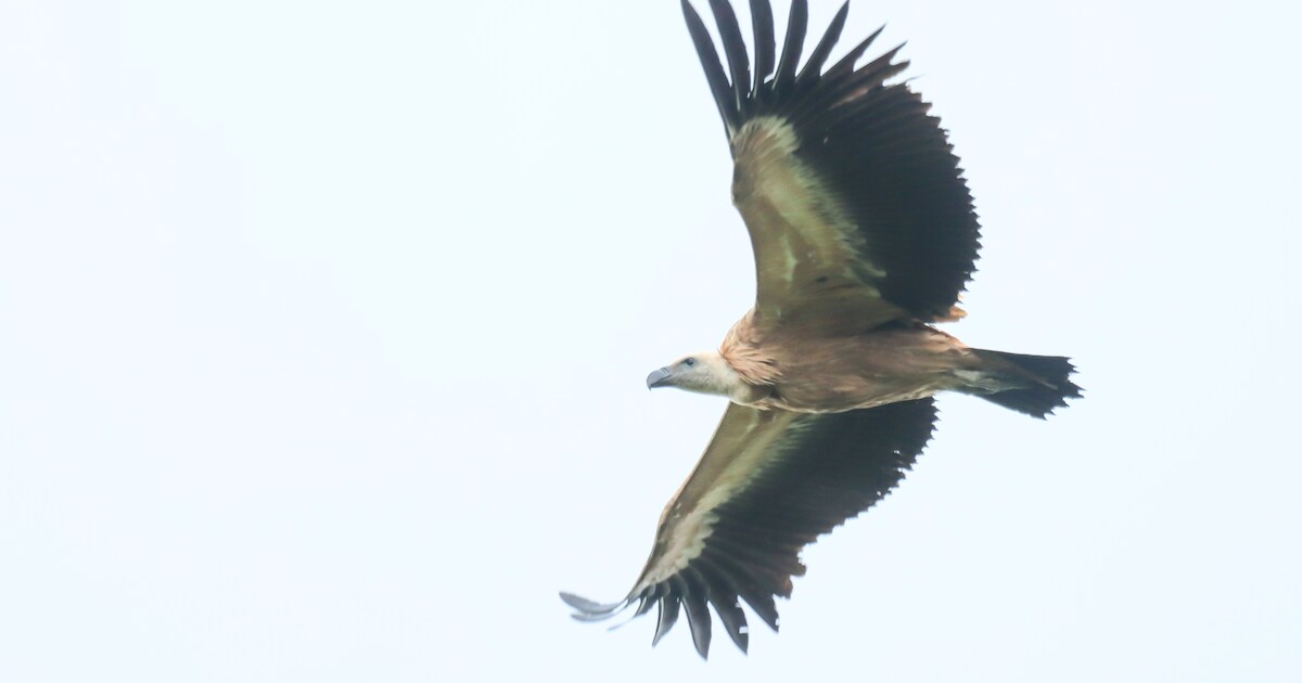 Groep reusachtige gieren strijkt neer op landgoed in Twente: ‘Dit is uniek’