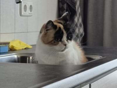 Heb jij Luna of Toby gezien? Deze twee huisdieren worden in Sint-Michielsgestel vermist