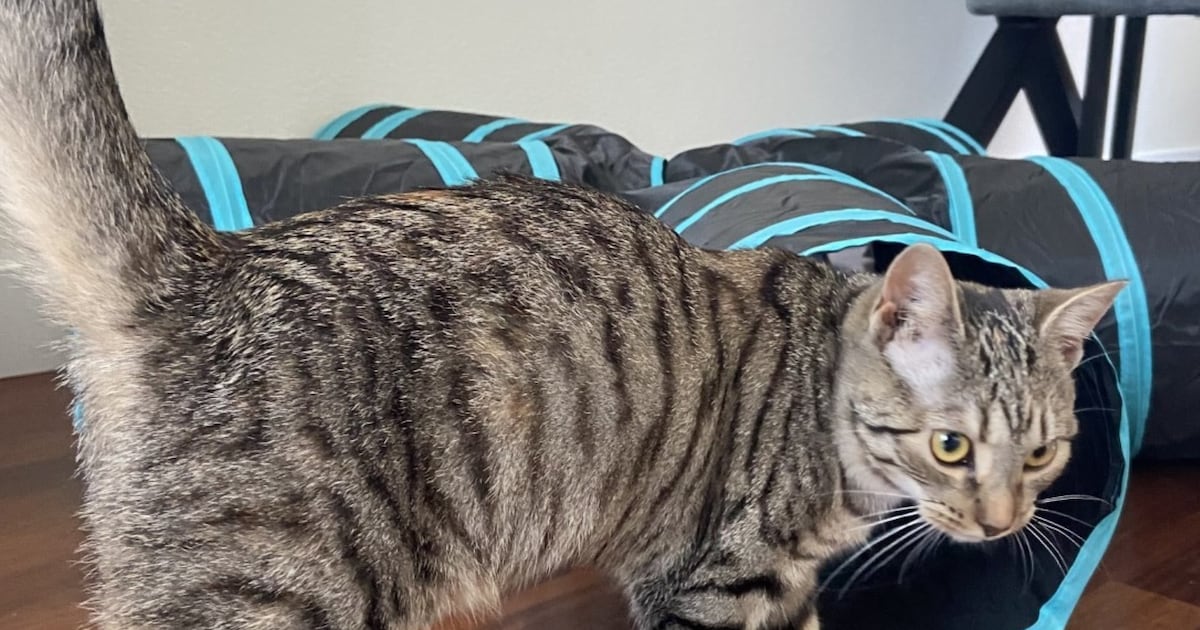 Heb jij Moosje of Loekie gezien? Deze twee huisdieren worden in Maashorst vermist