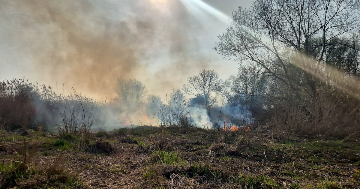 Riet in brand op Rivierdijk in Hardinxveld-Giessendam