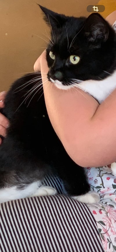 Heb jij Liva gezien? Dit huisdier wordt in Maasdriel vermist