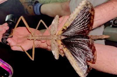 Nieuwe soort wandelende tak is mogelijk het zwaarste insect dat ooit in Australië werd ontdekt