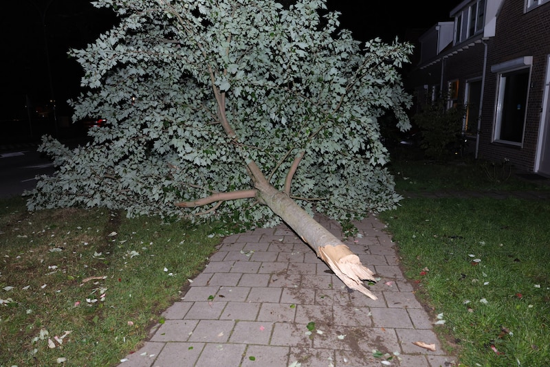 Onder meer twee bomen werden uit de grond gereden. 