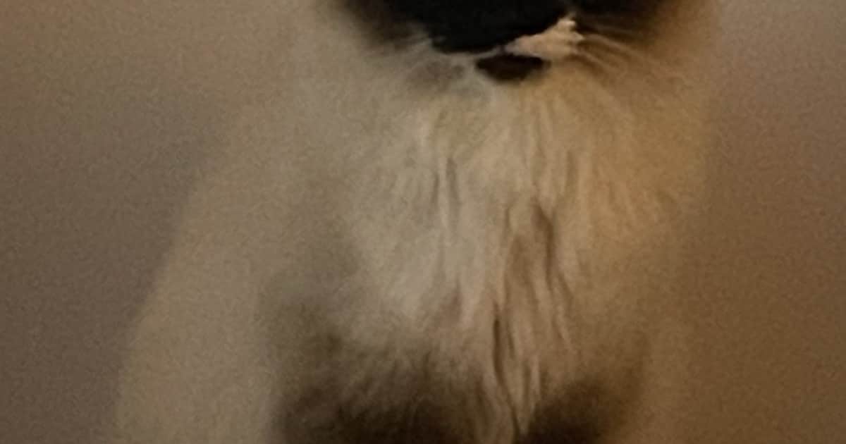 Heb jij Molly gezien? Dit huisdier wordt in Hilvarenbeek vermist