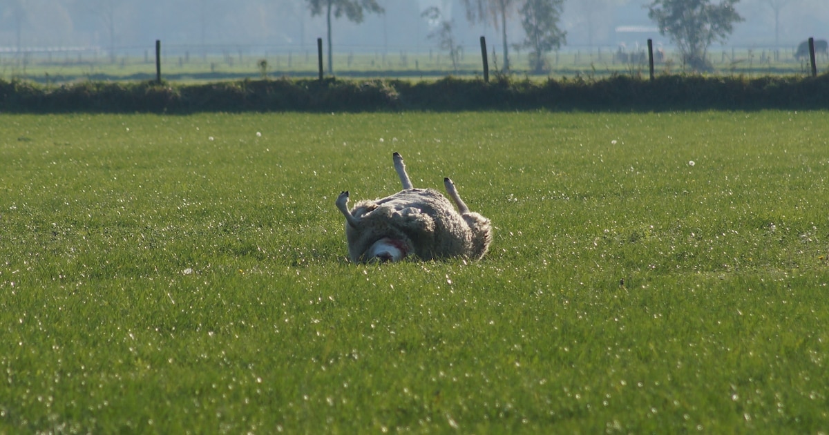 Een wolf in schaapskleren - Herkomst en betekenis