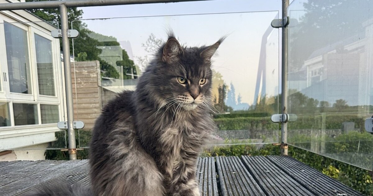 Heb jij Koen gezien? Dit huisdier wordt in Maasdriel vermist | Foto
