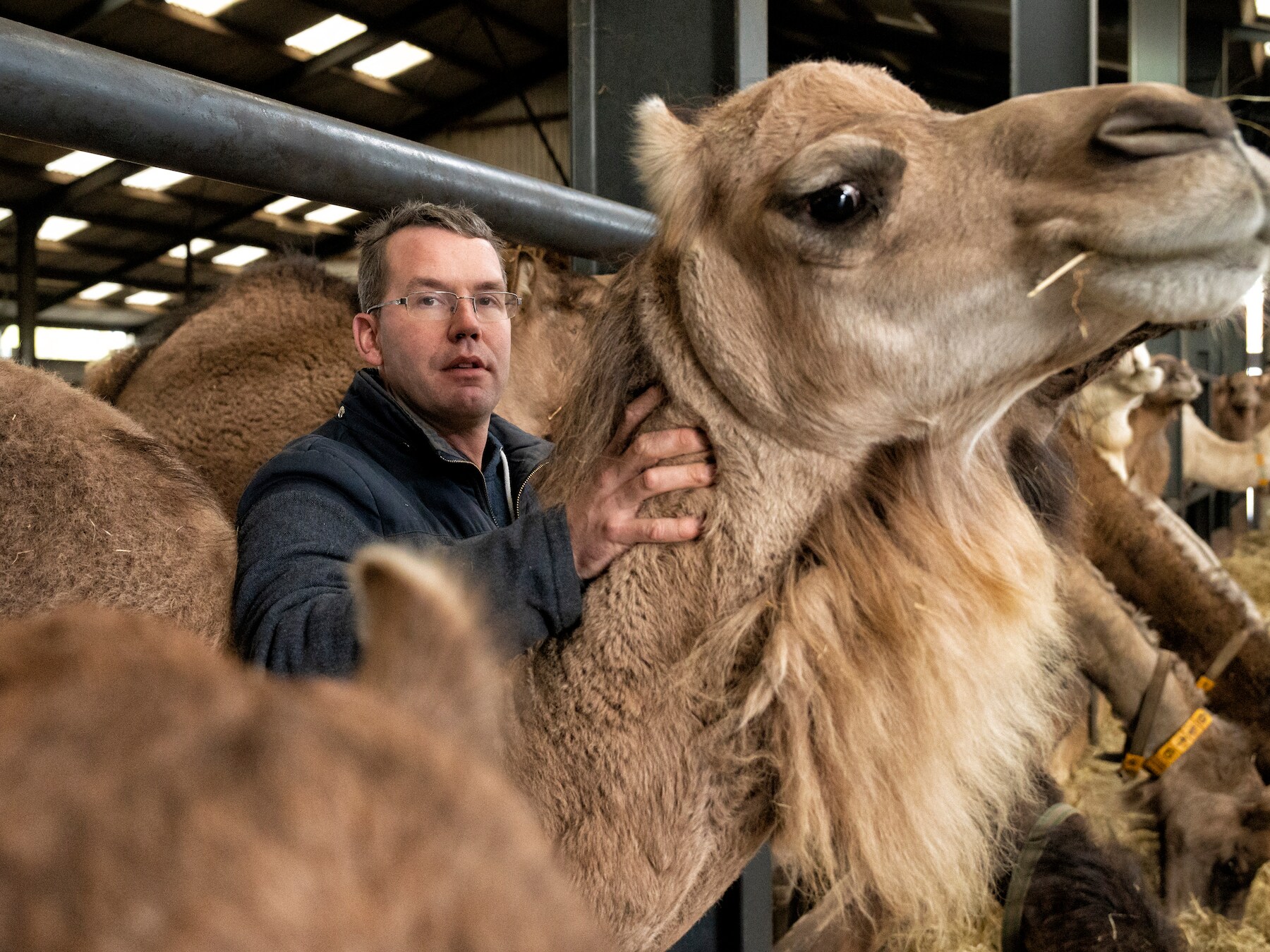 Motie redt dromedarissen bij melkerij in Berlicum: ‘Hopelijk mogen we ze straks ook weer verkopen’