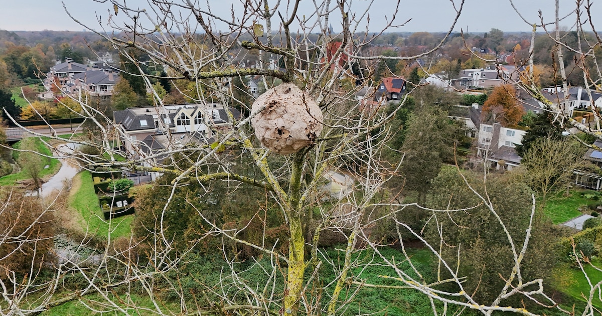 hoornaarnest-zo-groot-als-skippybal-ontdekt-achter-huizen-in-oisterwijk