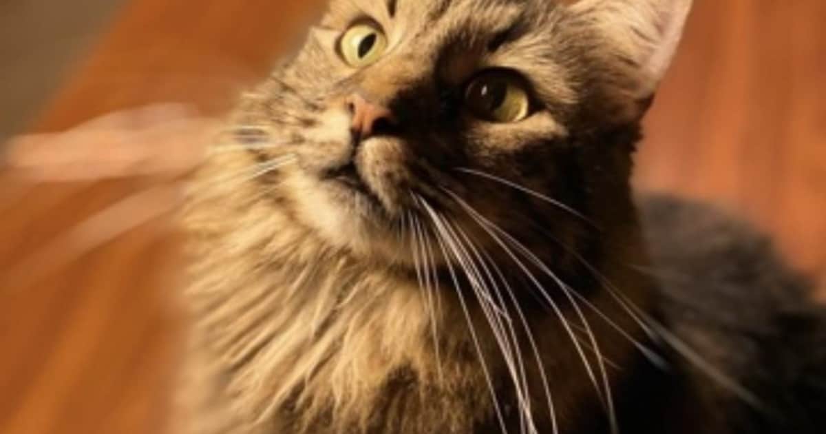 Heb jij Klaus gezien? Dit huisdier wordt in Gilze en Rijen vermist