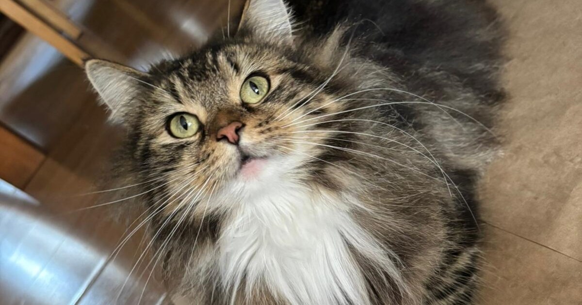 Heb jij Moos gezien? Dit huisdier wordt in Reusel-De Mierden vermist