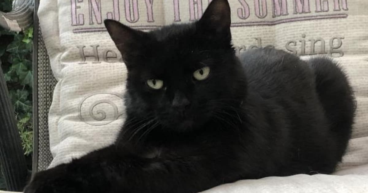 Heb jij Fiene of Luna gezien? Deze twee huisdieren worden in Vught vermist