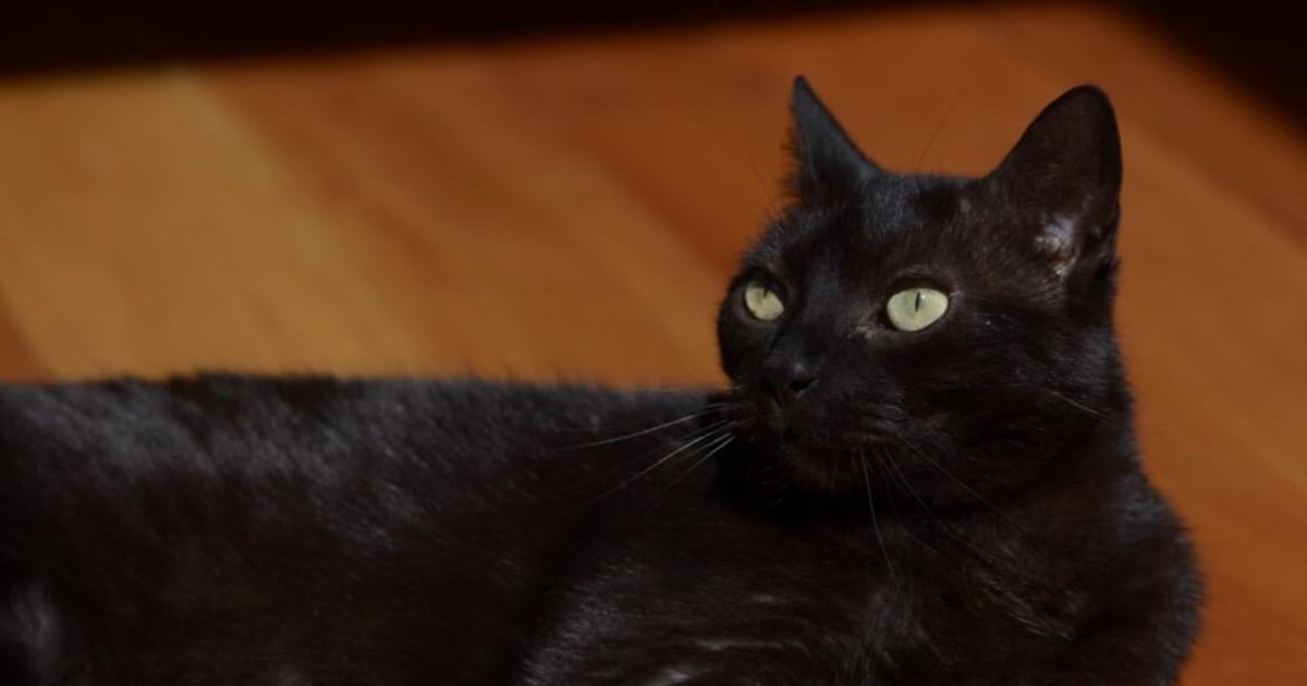 Heb jij Shuffle gezien? Dit huisdier wordt in Oisterwijk vermist