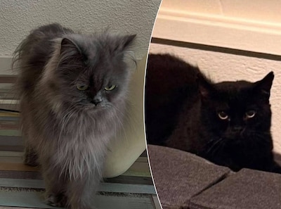 Poes Lulu komt nooit buiten, maar zit nu al voor de derde keer met een buik: ‘Dit kan zo niet langer