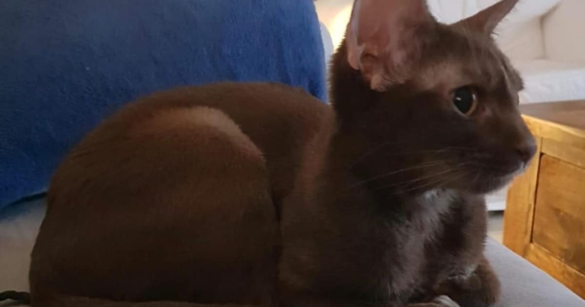 Heb jij Suus gezien? Dit huisdier wordt in Sint-Michielsgestel vermist