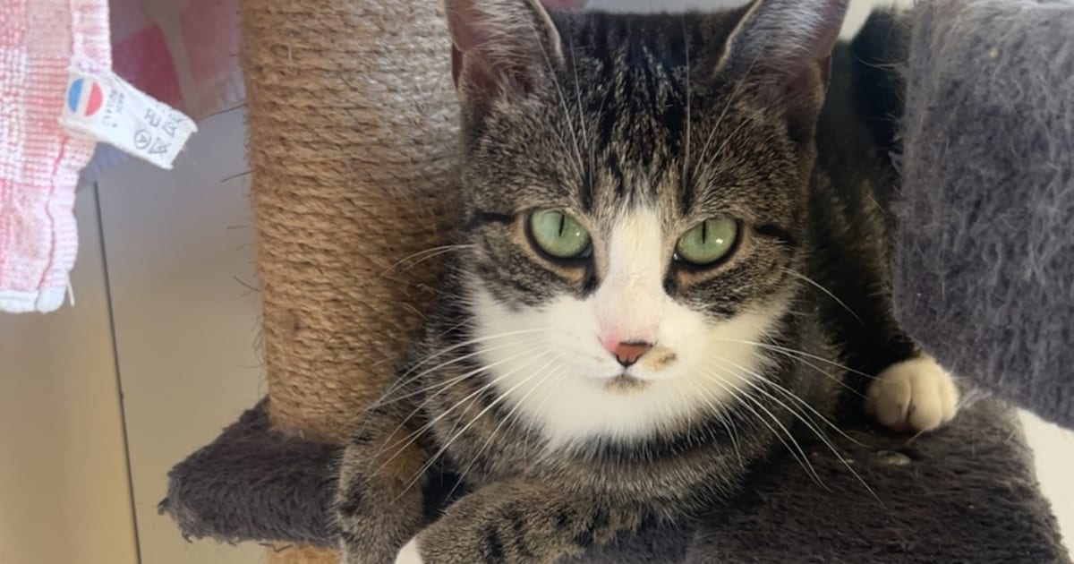 Heb jij Lilo gezien? Dit huisdier wordt in Breda vermist