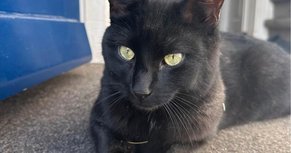 Heb jij Lilly, Heertje of Kai gezien? Deze drie huisdieren worden in West Betuwe vermist