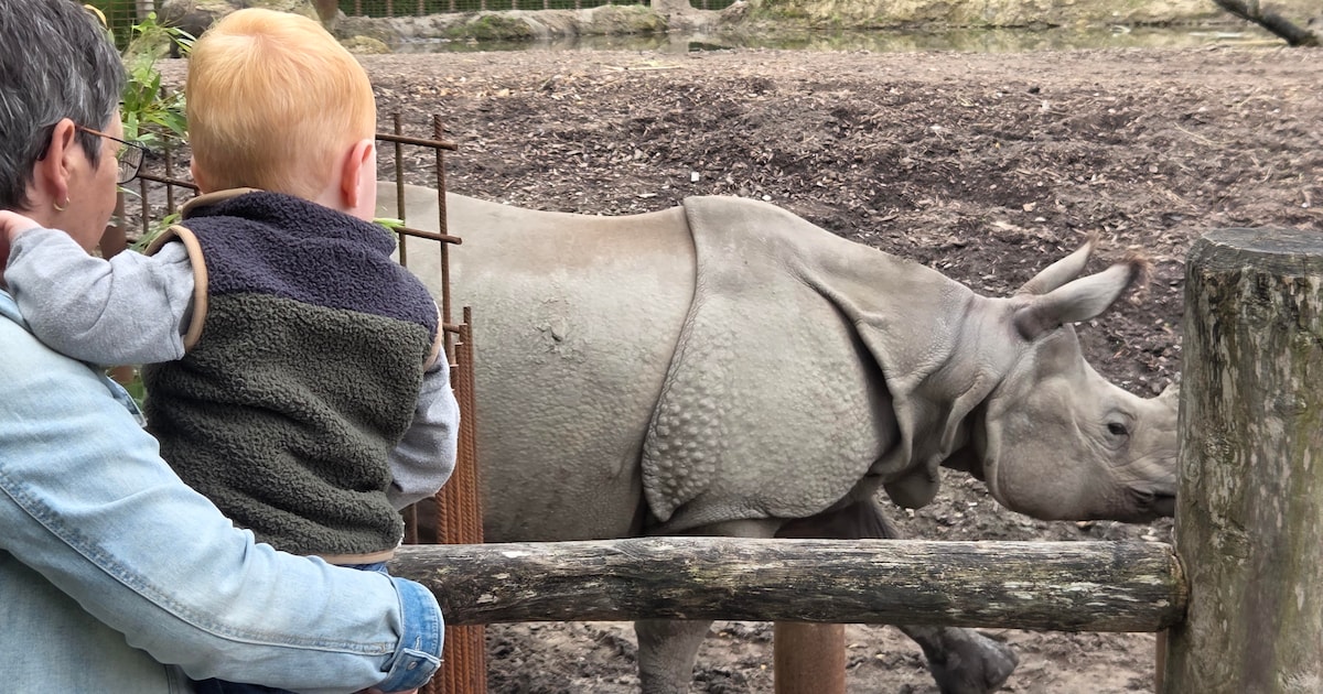 Neushoorndag brengt activiteiten rond neushoorns naar Eindhoven Zoo