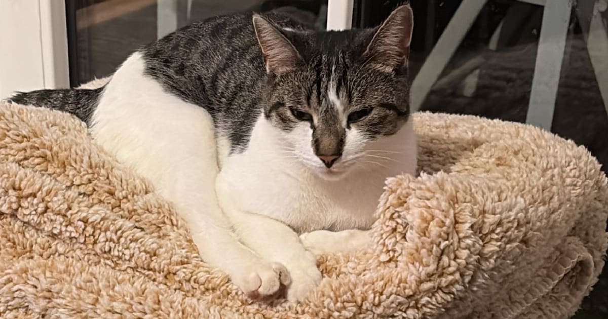 Heb jij Sol-dja, Pino of Kareltje gezien? Deze vier huisdieren worden in 's-Hertogenbosch vermist