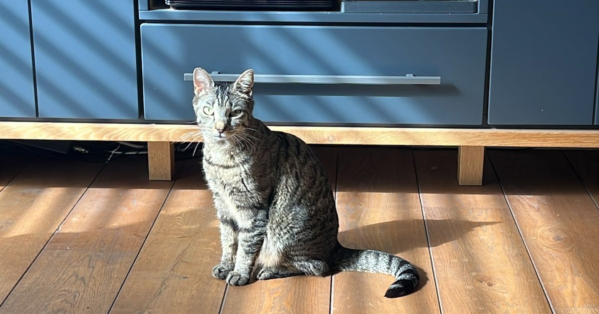 Heb jij Doerak gezien? Dit huisdier wordt in Maasdriel vermist