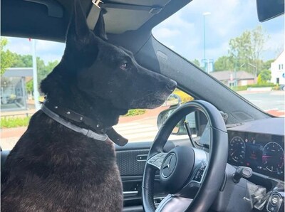 Auto’s moeten uitwijken voor loslopende hond in Eersel; die springt vervolgens zelf in politieauto