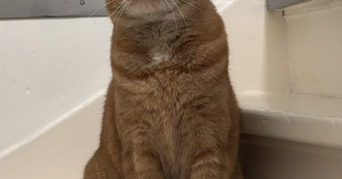 Heb jij Piertje, Lulu of Sjefke gezien? Deze zes huisdieren worden in Tilburg vermist