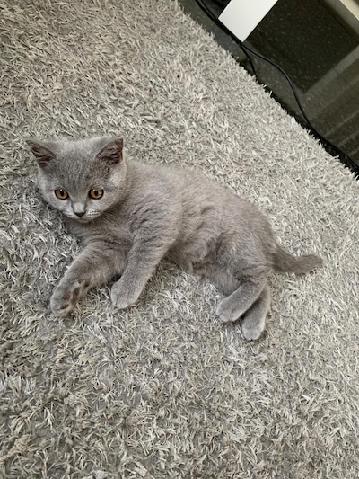 Heb jij Lila, Mila of Lio gezien? Deze vier huisdieren worden in Eindhoven vermist