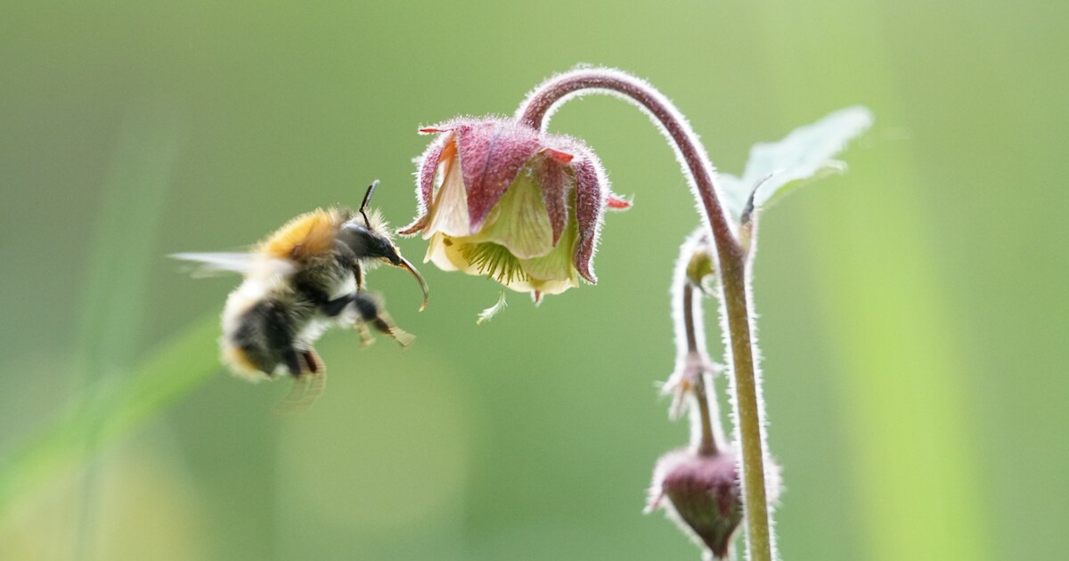 Wandeling Goorken belicht rijke plantenwereld: gidsen delen hun kennis