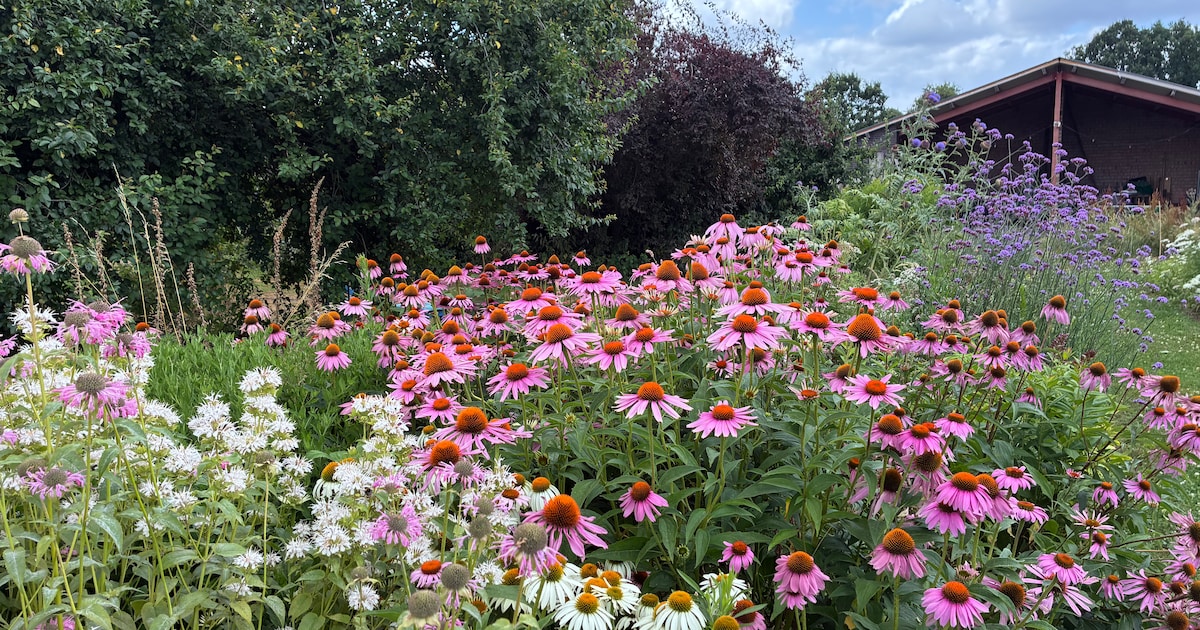 Open dag bij tuinderij Van de Pallande met rondleidingen en kinderactiviteiten